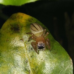 Maratus scutulatus