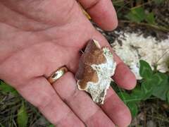 Trichaptum subchartaceum