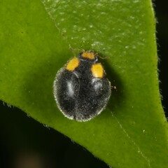 Apolinus lividigaster