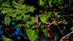 Cynanthus latirostris