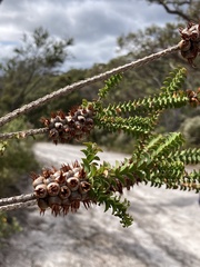 Melaleuca