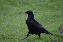 Corvus rhipidurus