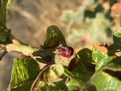 Disholcaspis mellifica