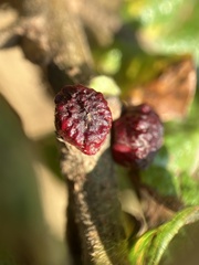 Disholcaspis mellifica