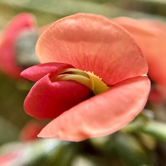 Sphaerolobium grandiflorum