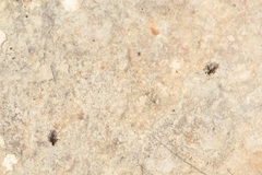 Campsicnemus philoctetes