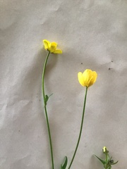 Ranunculus lappaceus