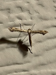 Lantanophaga pusillidactylus