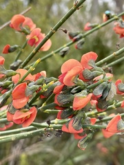 Sphaerolobium grandiflorum