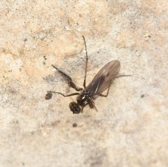 Campsicnemus philoctetes