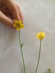 Ranunculus lappaceus