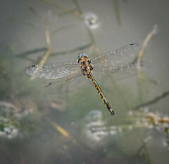 Hemicordulia australiae