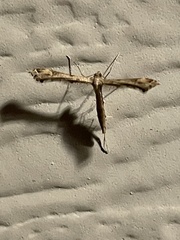 Lantanophaga pusillidactylus