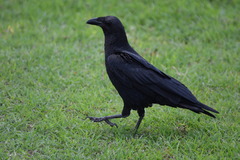 Corvus rhipidurus