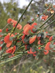 Sphaerolobium grandiflorum