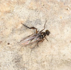 Campsicnemus philoctetes