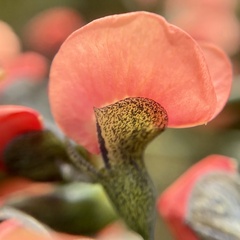 Sphaerolobium grandiflorum