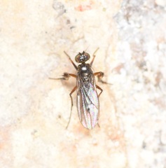 Campsicnemus philoctetes