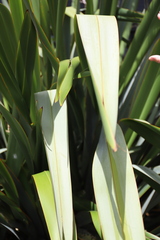 Phormium tenax