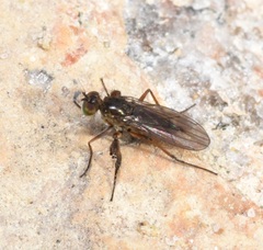 Campsicnemus philoctetes