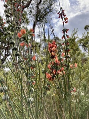 Sphaerolobium grandiflorum