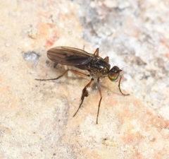 Campsicnemus philoctetes