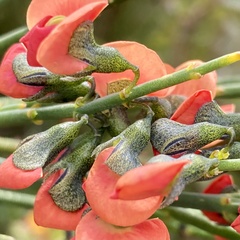 Sphaerolobium grandiflorum