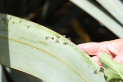 Scolypopa australis