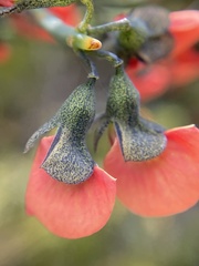 Sphaerolobium grandiflorum