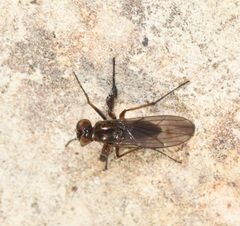 Campsicnemus philoctetes