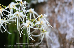 Dendrobium teretifolium