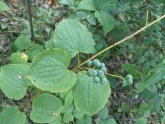 Smilax lasioneura