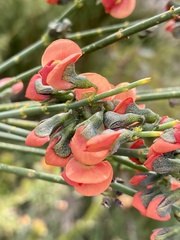 Sphaerolobium grandiflorum