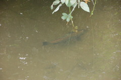 Oncorhynchus tshawytscha