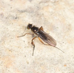 Campsicnemus philoctetes