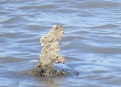 Amphibalanus improvisus