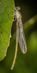 Xanthagrion erythroneurum