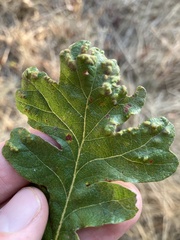 Aceria trichophila