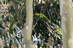 Glossopsitta concinna