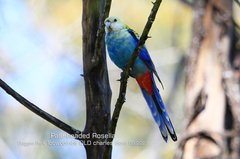 Platycercus adscitus