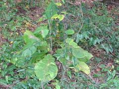 Magnolia macrophylla