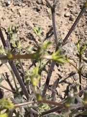 Lastarriaea chilensis