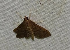 Herpetogramma phaeopteralis