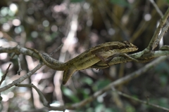 Anolis lemurinus