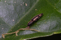 Elateridae