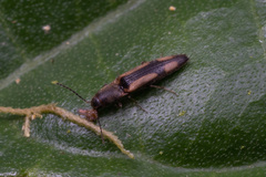 Elateridae