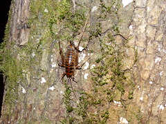 Ceuthophilus gracilipes