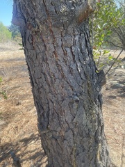 Pinus sabiniana