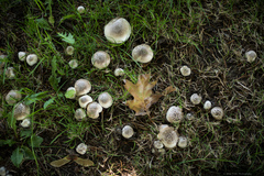 Agaricus xanthodermus