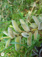 Lupinus montanus